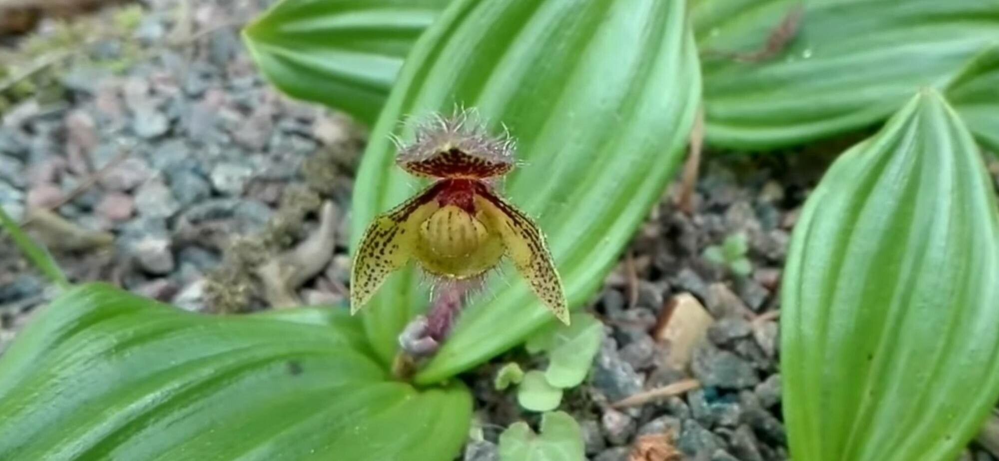 Cypripedium micranthum — search result for 'Cypripedium'