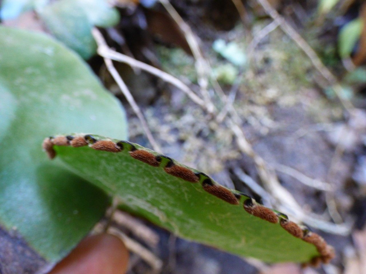 Adiantum reniforme fruit