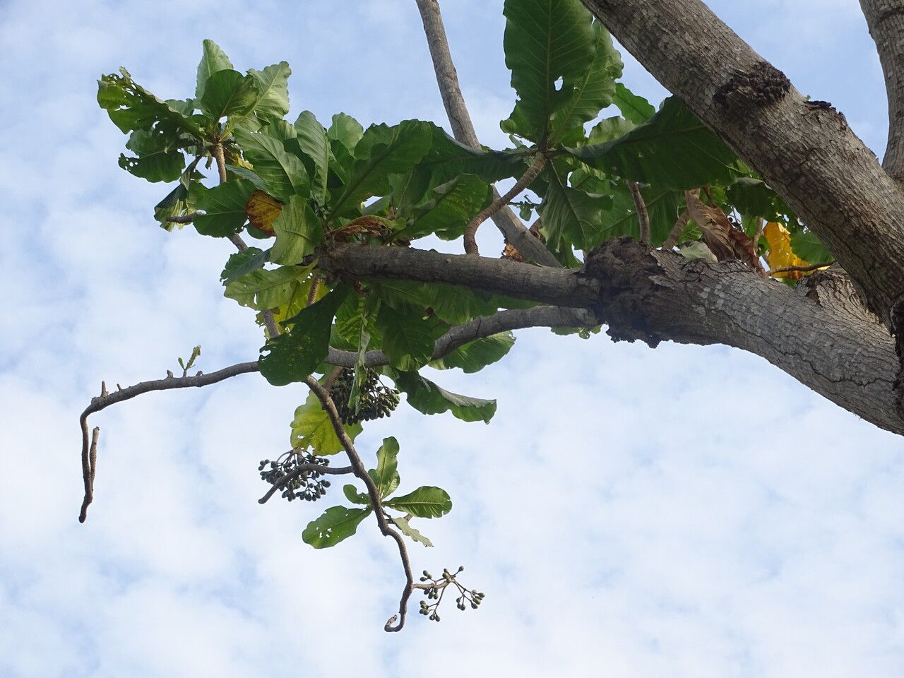 Anthocleista grandiflora fruit