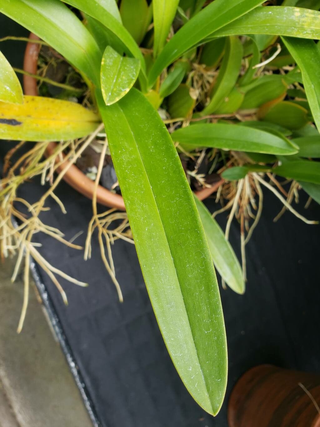 Brassia jipijapensis — search result for 'Brassia'