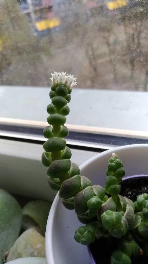 Crassula barklyi flower