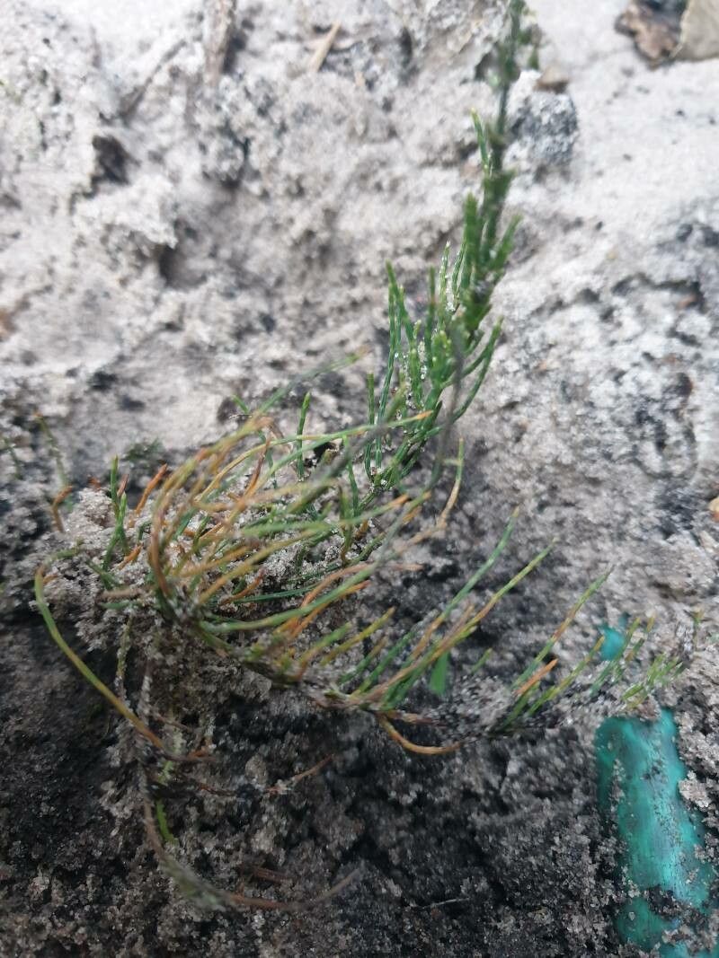 Allocasuarina paradoxa — search result for 'Allocasuarina'