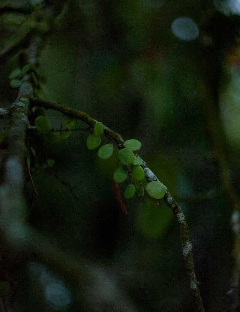 Lepisorus microphyllus leaf
