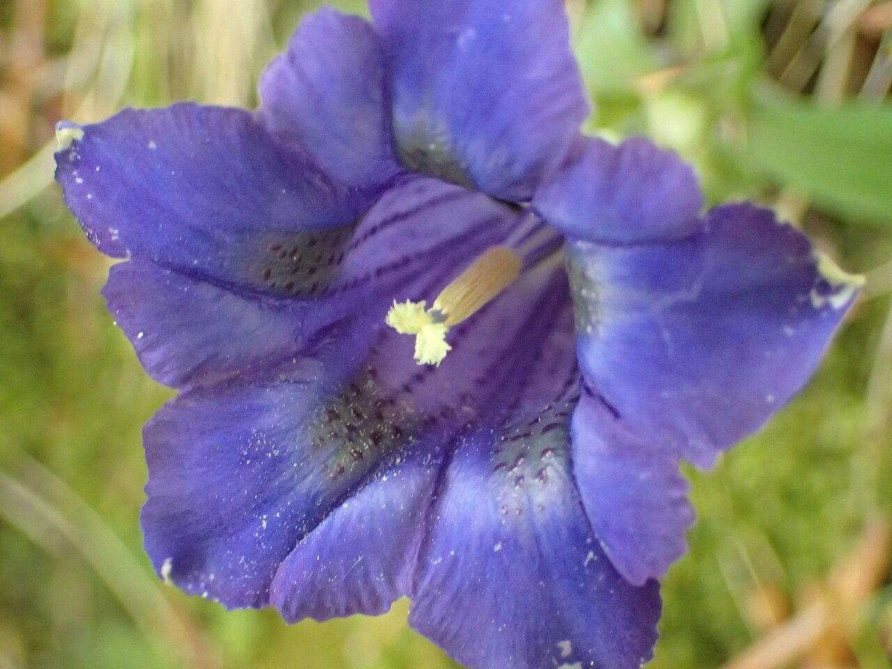 Gentiana occidentalis flower