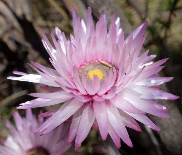 Helichrysum ecklonis — search result for 'Helichrysum'