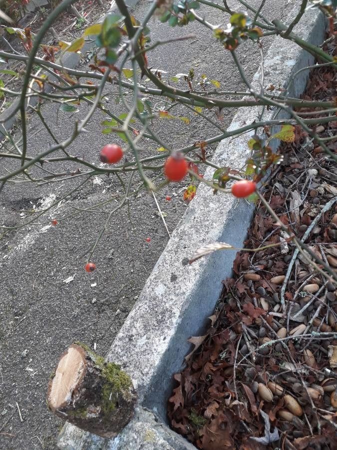 Rosa tomentosa fruit