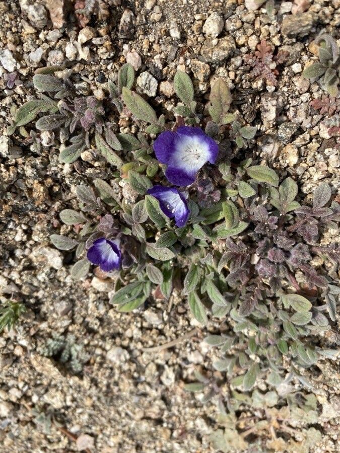 Phacelia curvipes flower