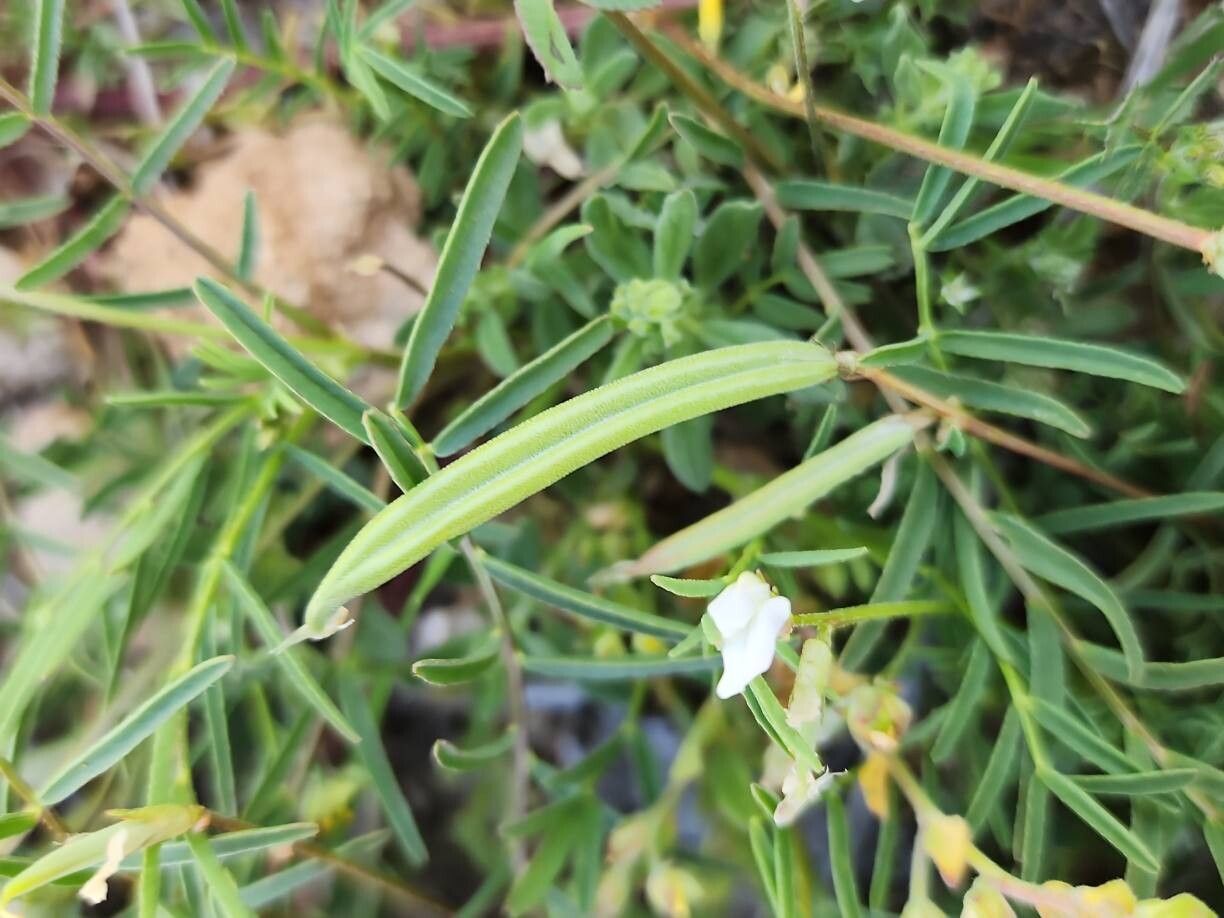 Astragalus siliquosus fruit