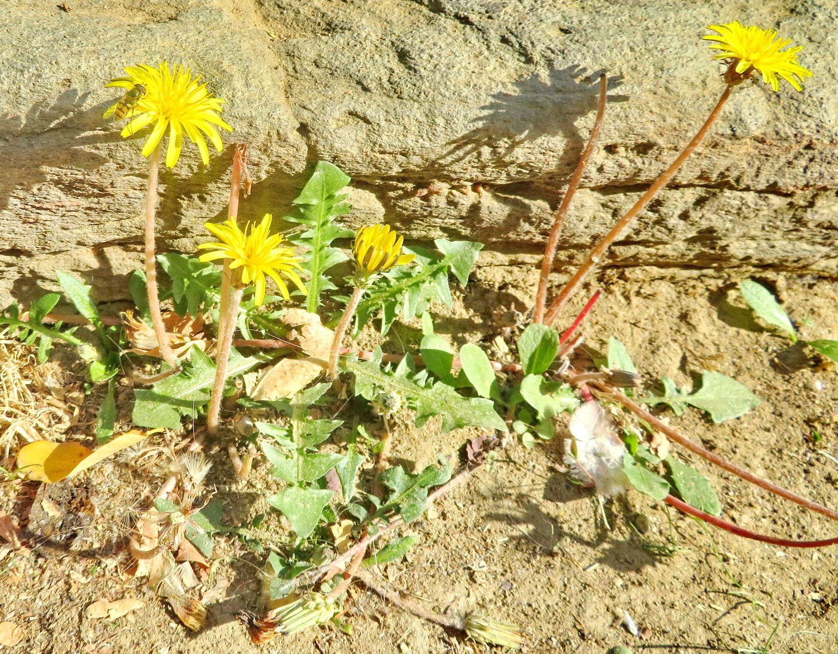 Taraxacum gracilens habit