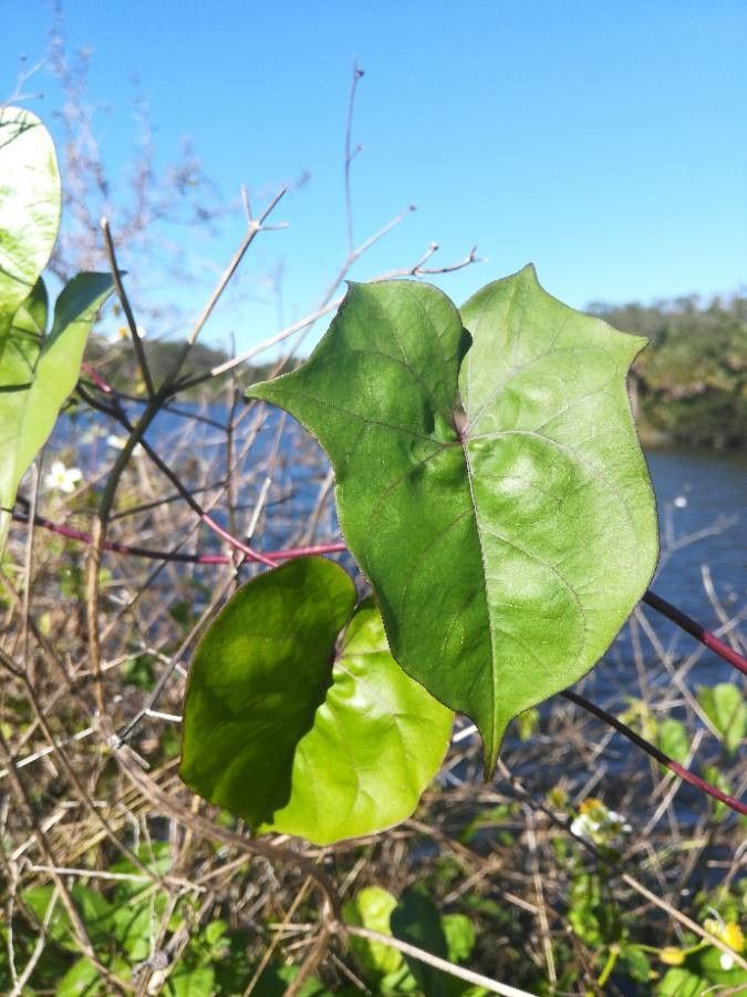 Ipomoea hederifolia — search result for 'Ipomoea'