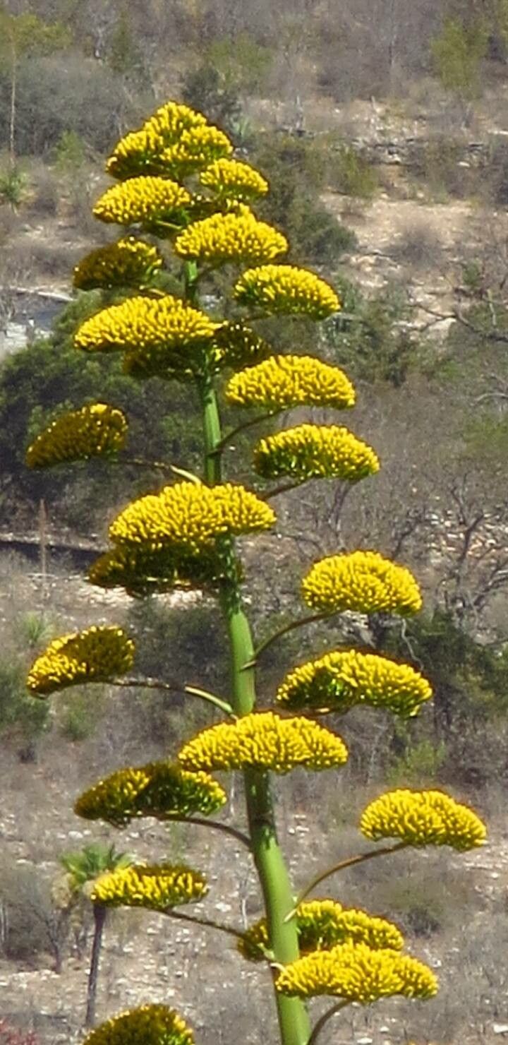 Agave shawii flower