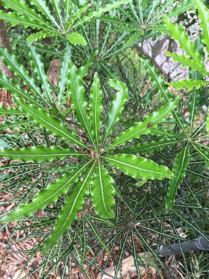 Plerandra veitchii — search result for 'Araliaceae'