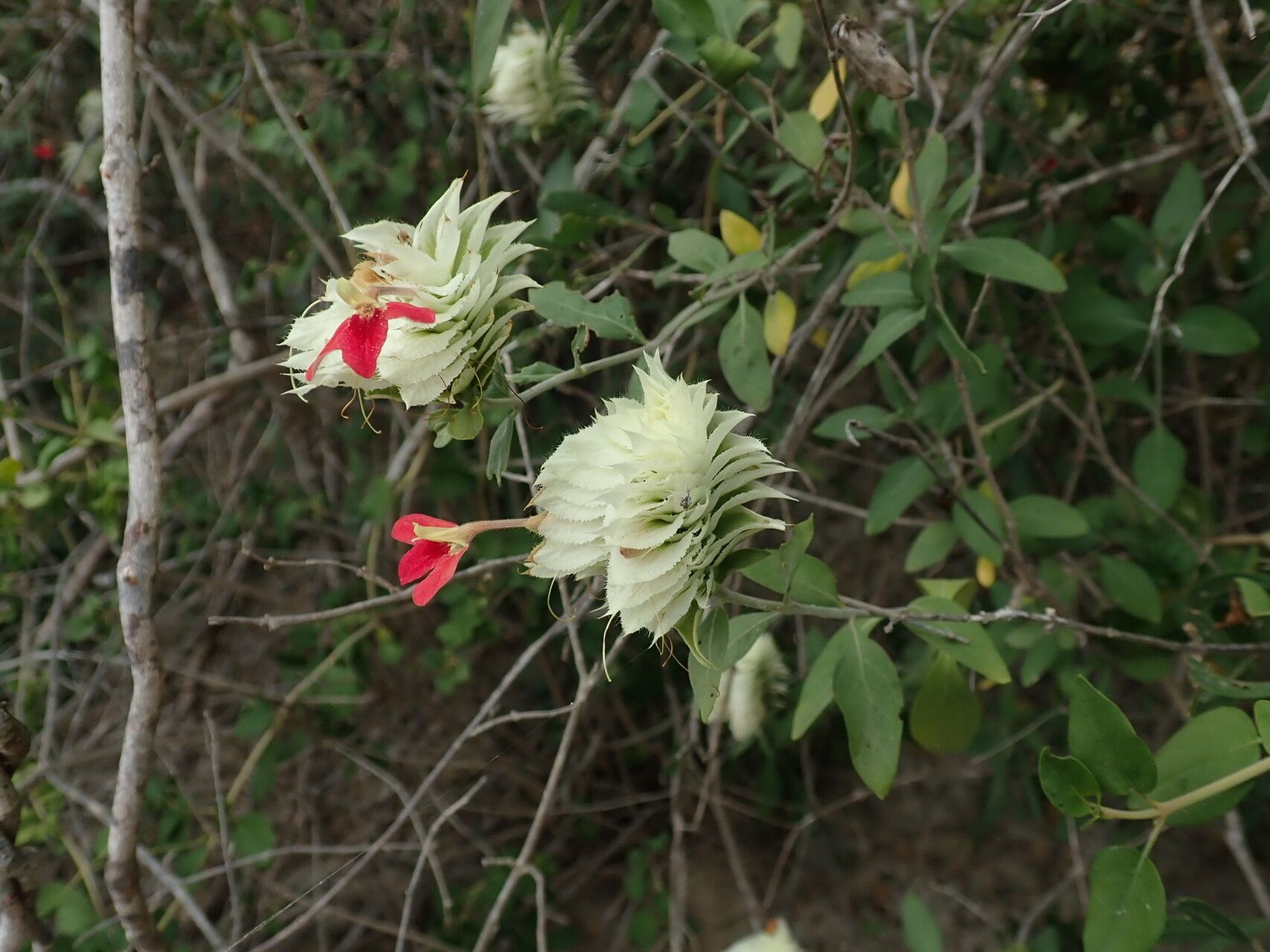 Lepidagathis grandidieri — houseplant care guide