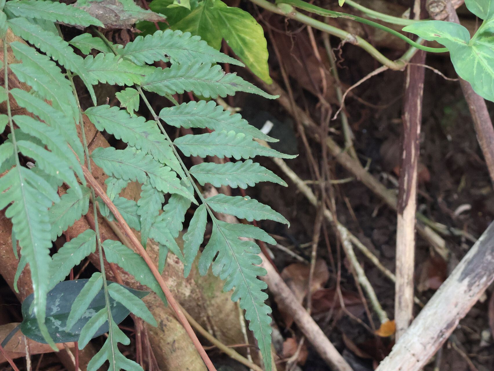 Bolbitis lonchophora habit