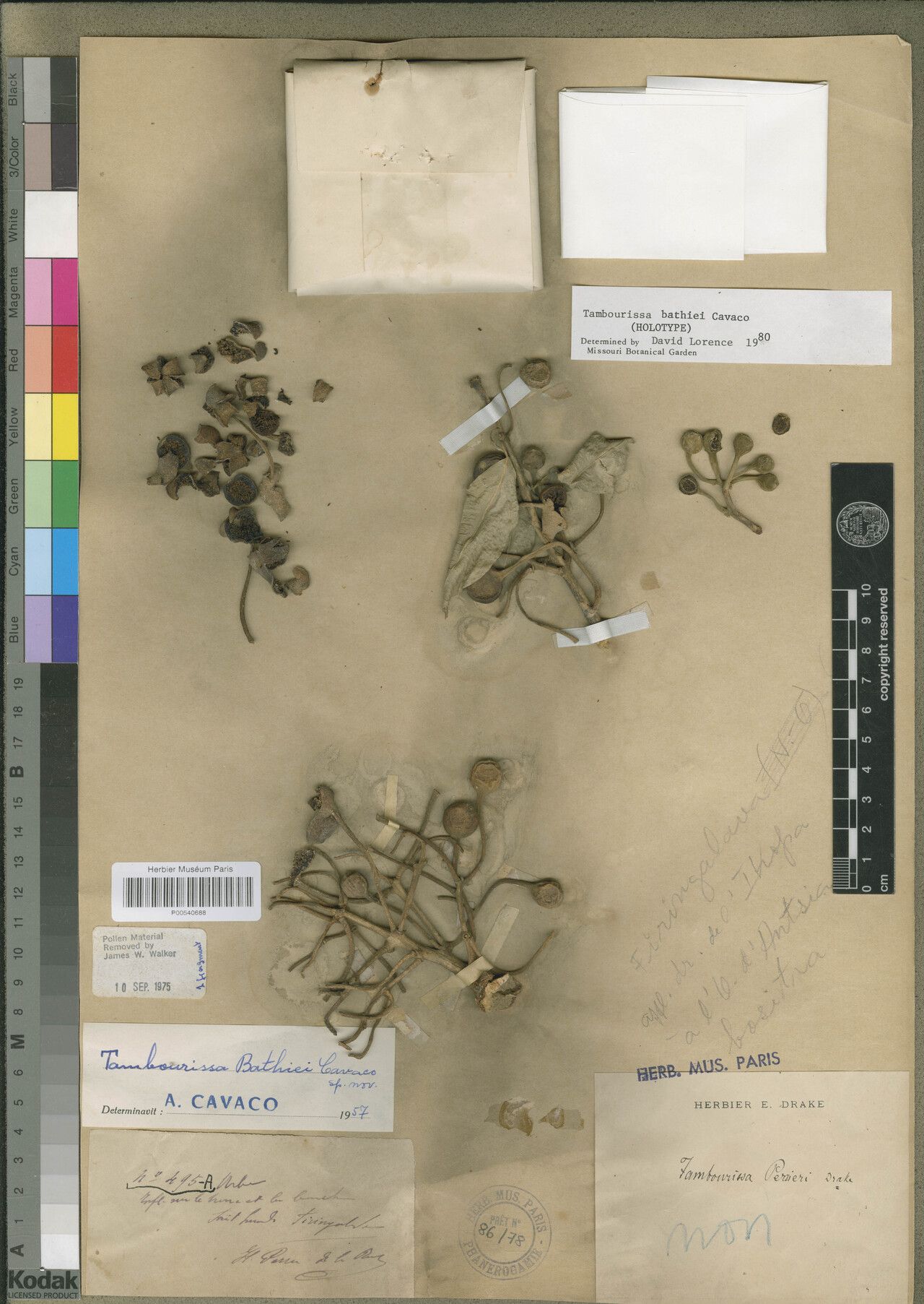 Tambourissa bathiei — related species from the same genus