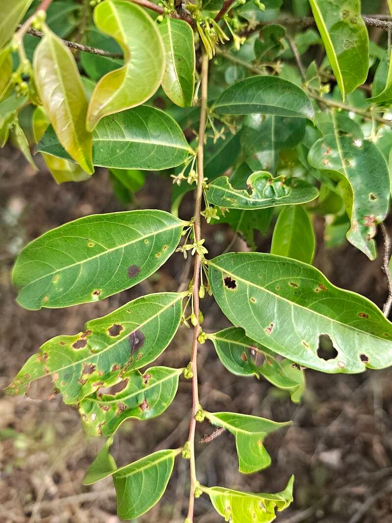 Glochidion ellipticum flower