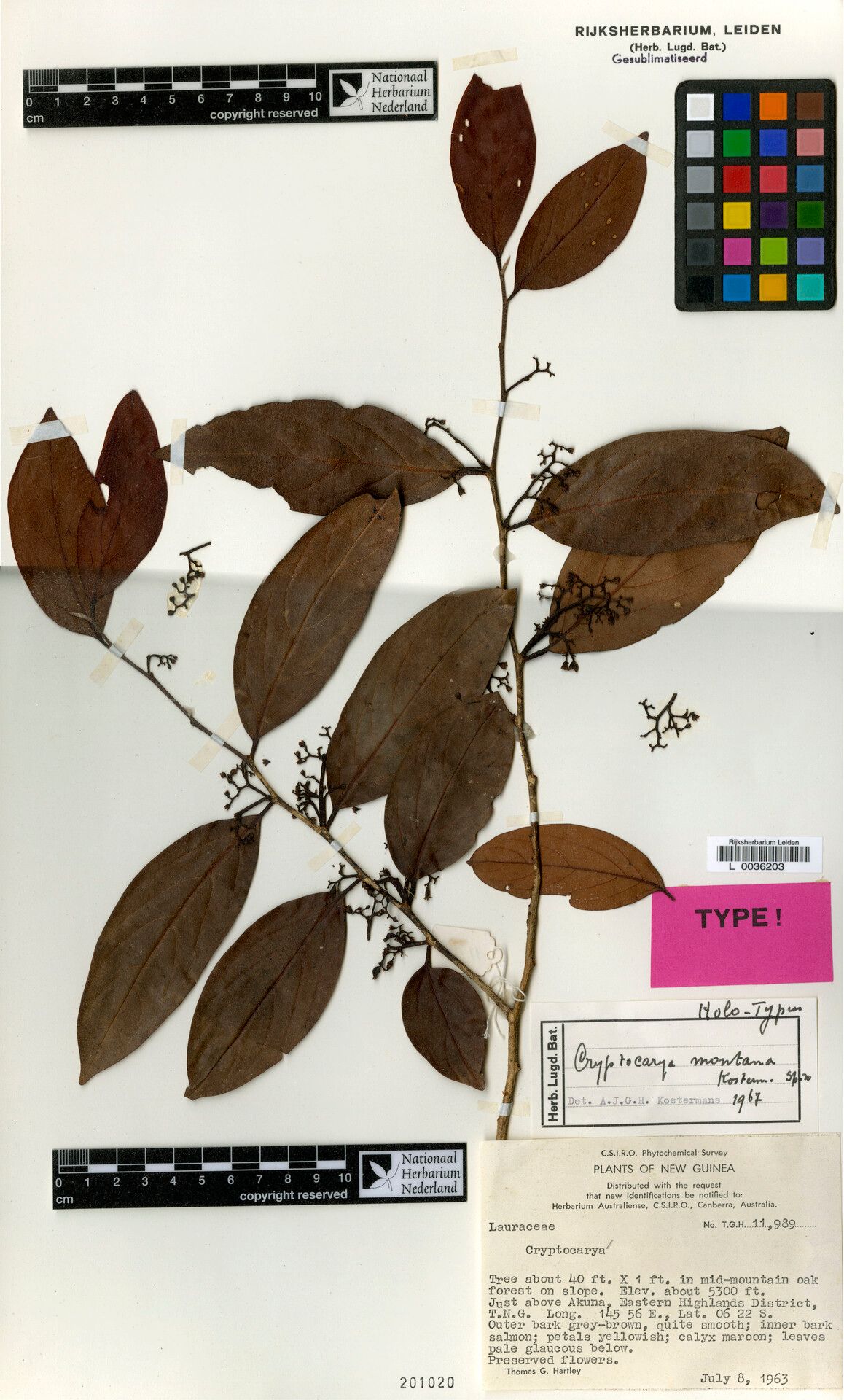 Cryptocarya montana — houseplant care guide