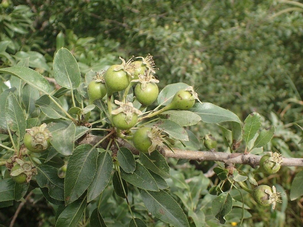 Pyrus syriaca fruit
