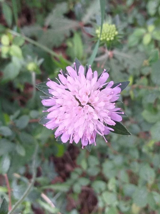Knautia arvensis flower