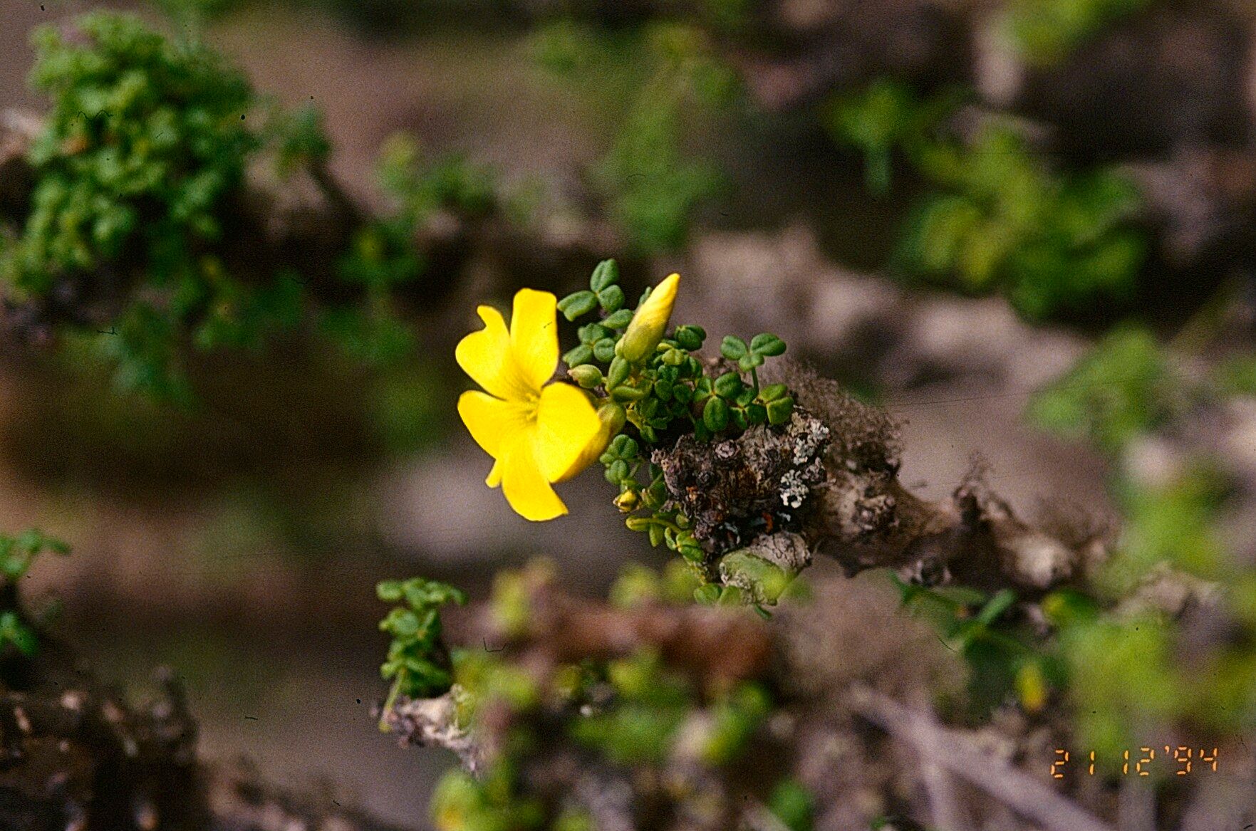 Oxalis gigantea flower