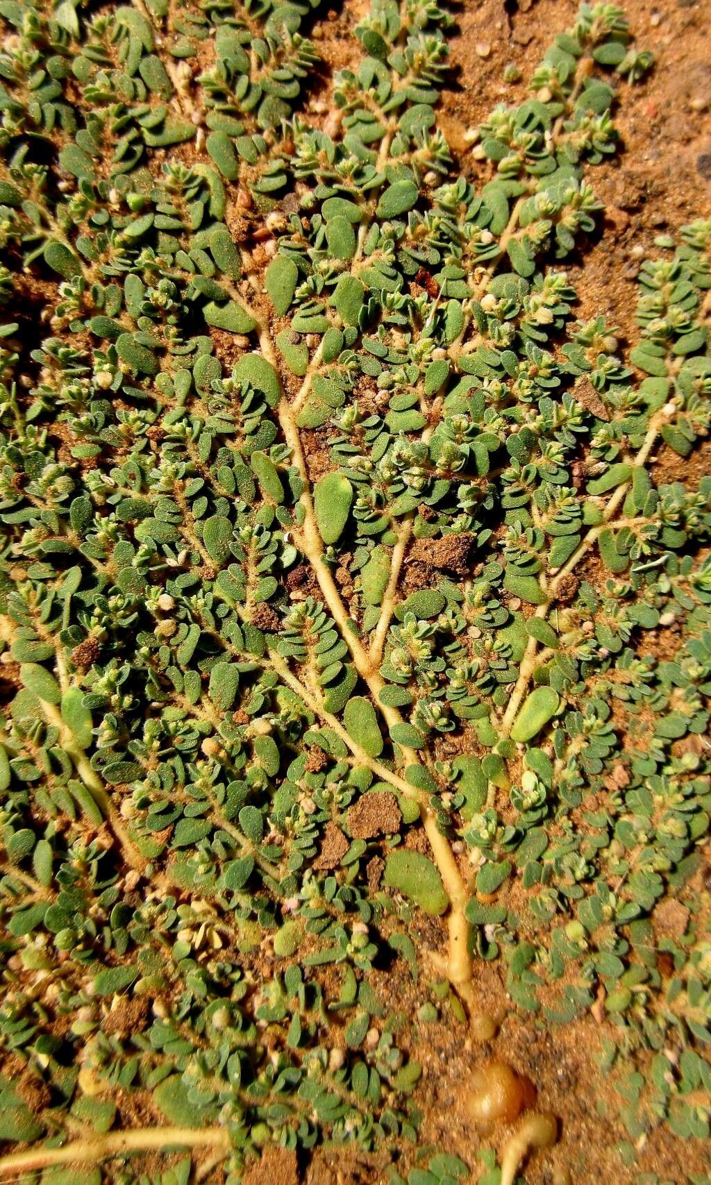 Euphorbia granulata leaf