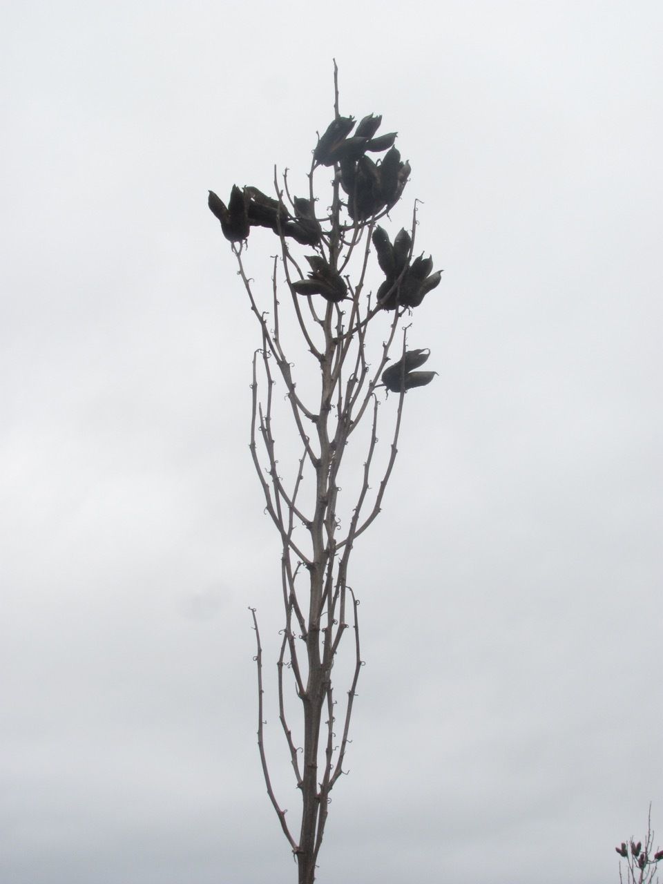 Yucca constricta fruit