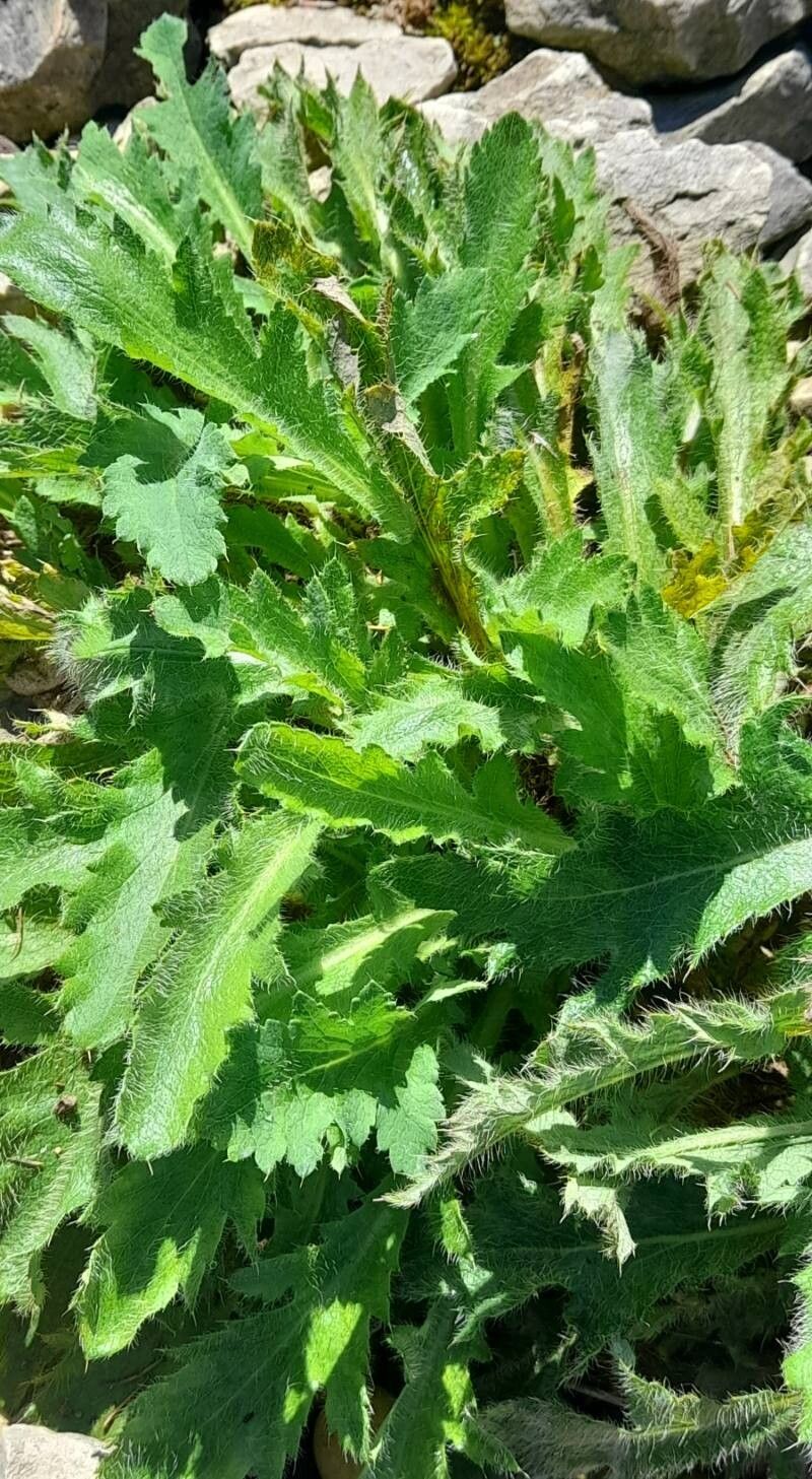 Papaver olchonense habit