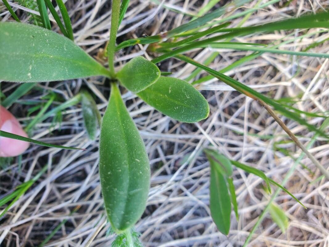 Dodecatheon hendersonii leaf
