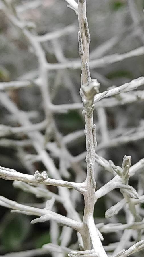 Calocephalus lacteus bark