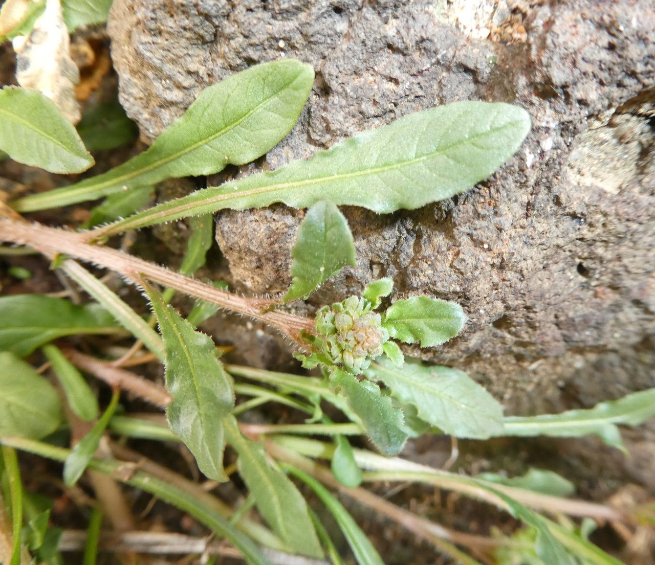 Reseda phyteuma — search result for 'Reseda'