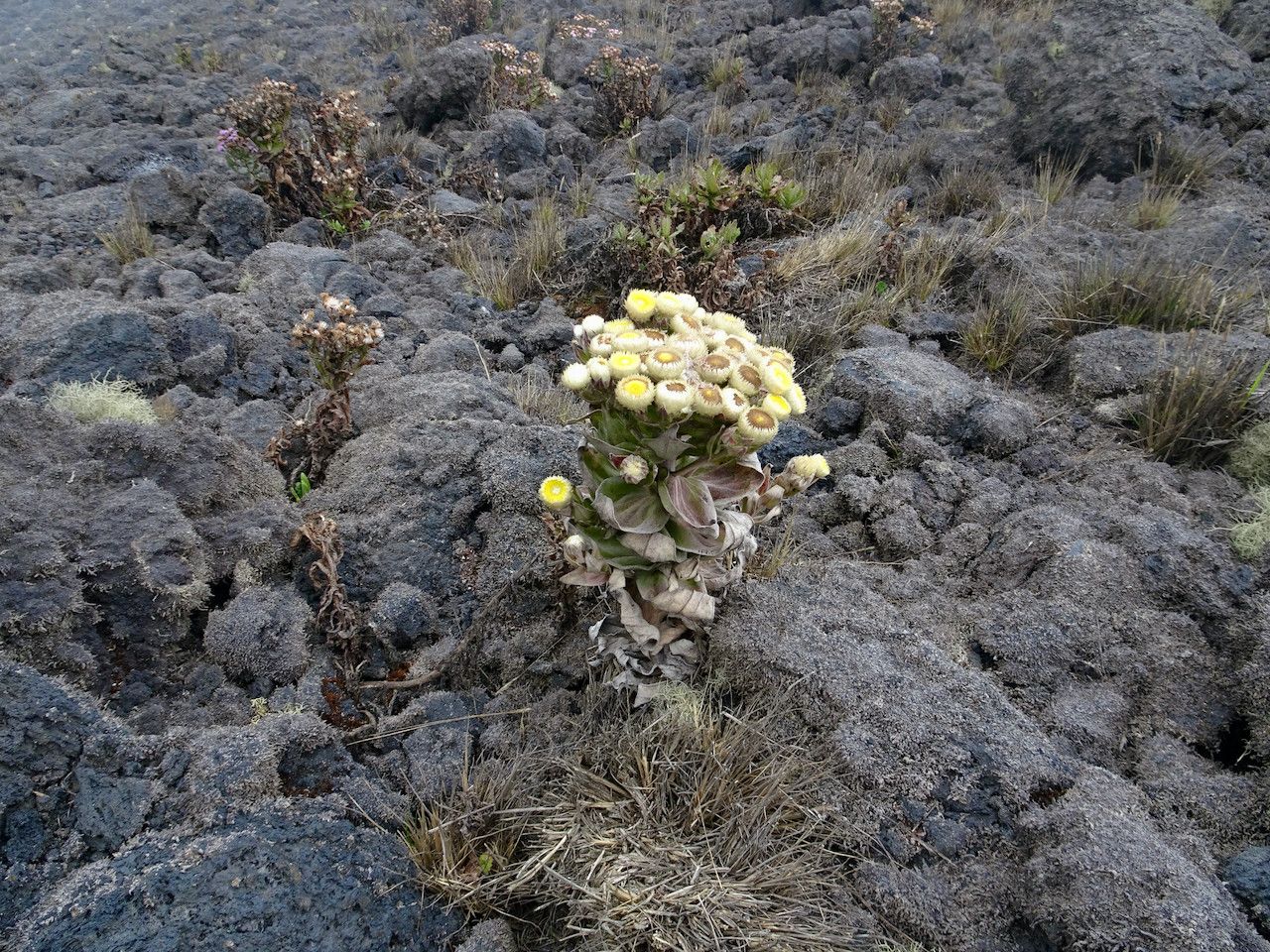 Helichrysum mannii flower