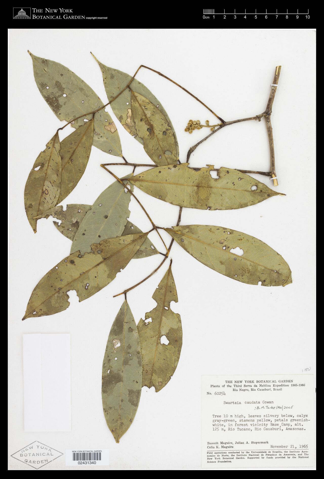 Swartzia caudata — houseplant care guide