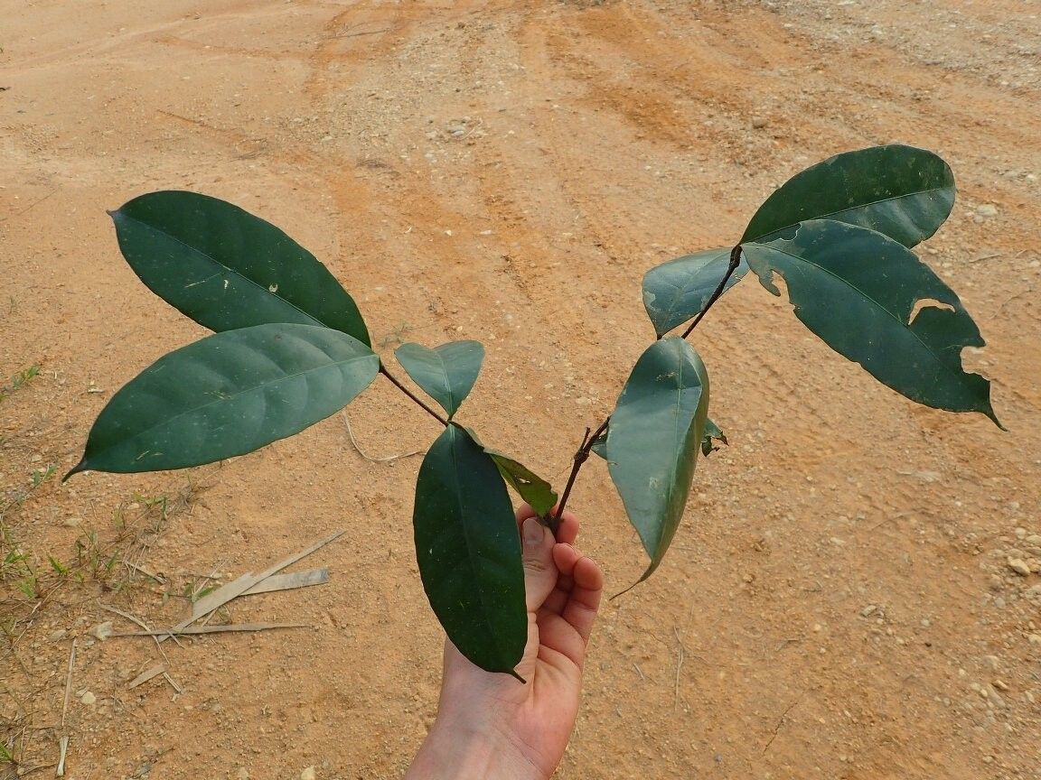 Salacia rivularis — houseplant care guide