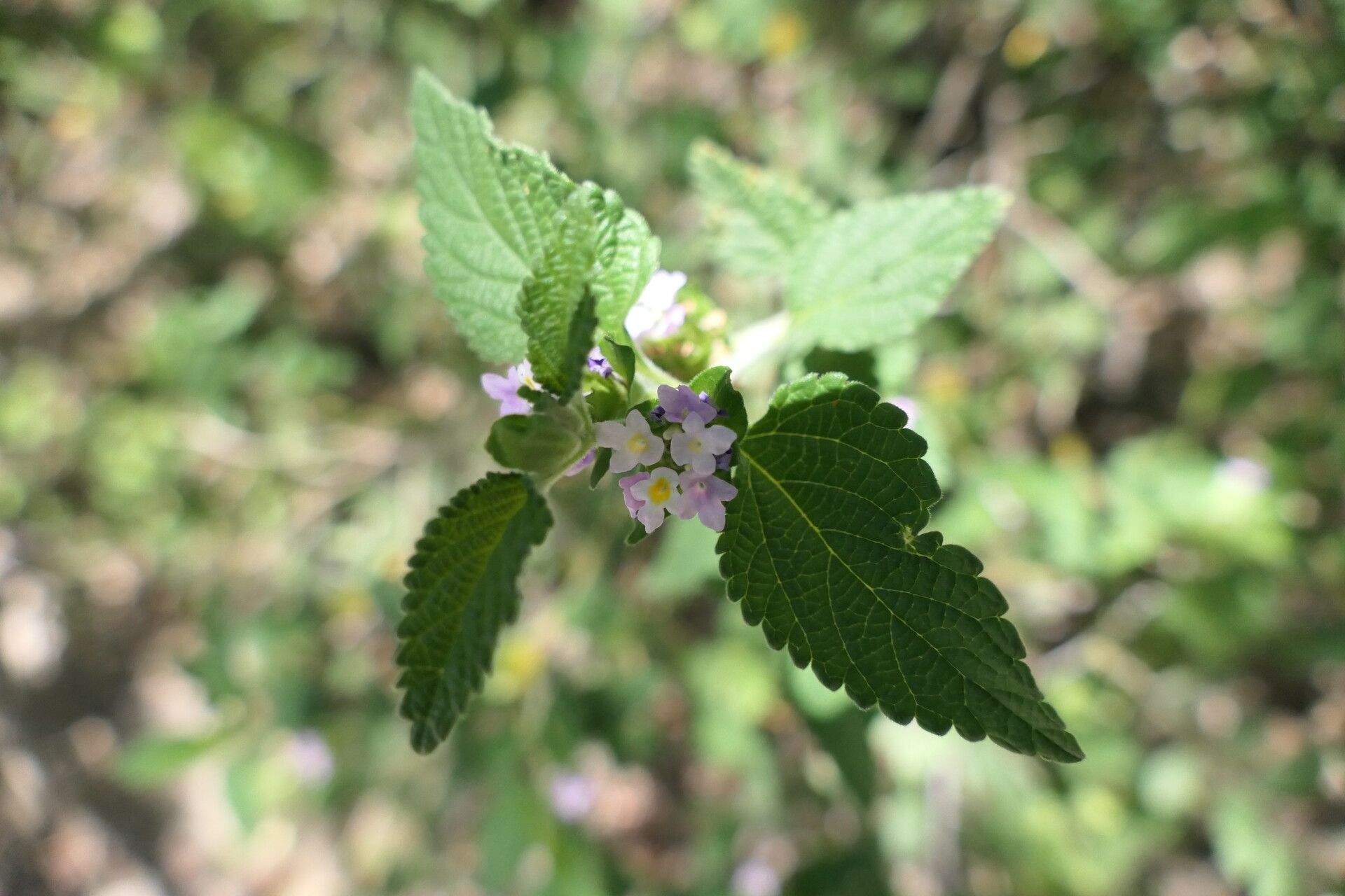 Lantana angolensis flower
