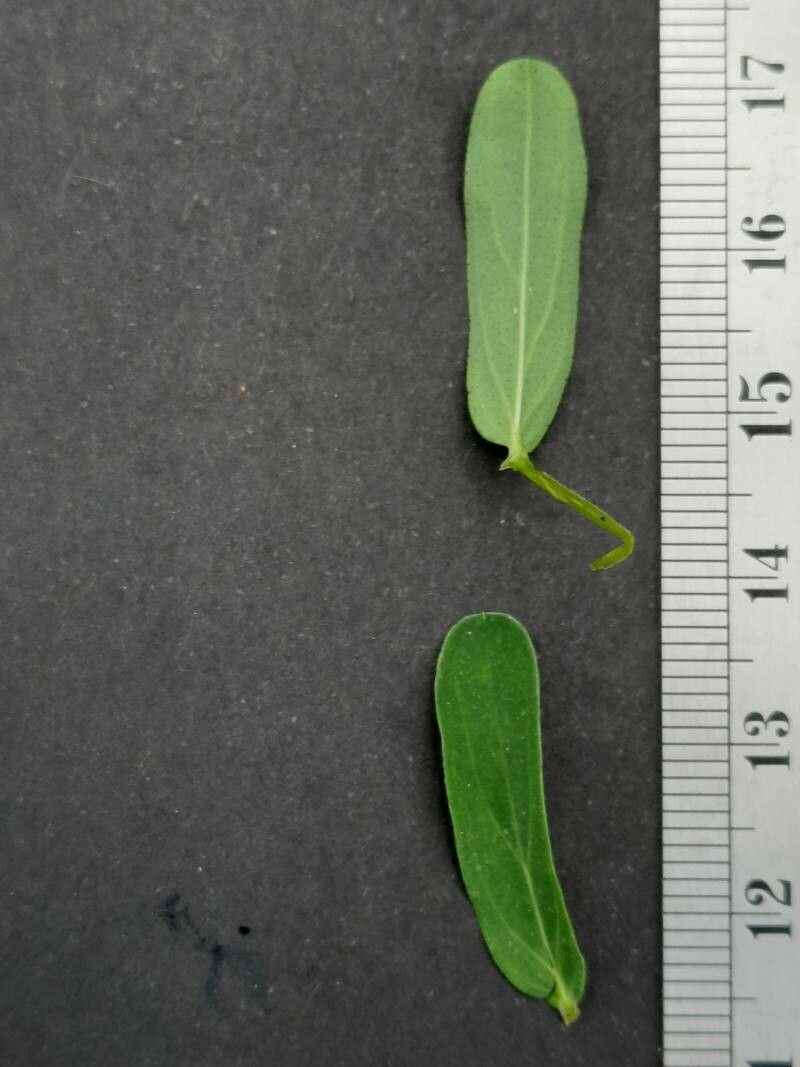 Hypericum australe leaf