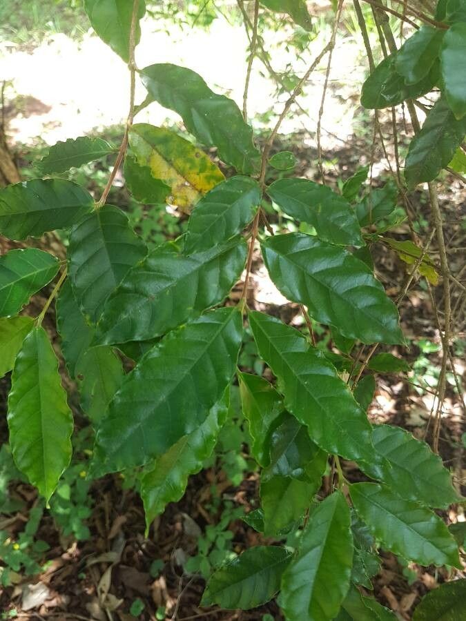 Campomanesia phaea — houseplant care guide