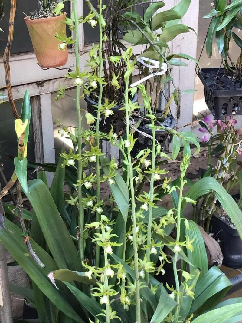 Eulophia andamanensis — houseplant care guide