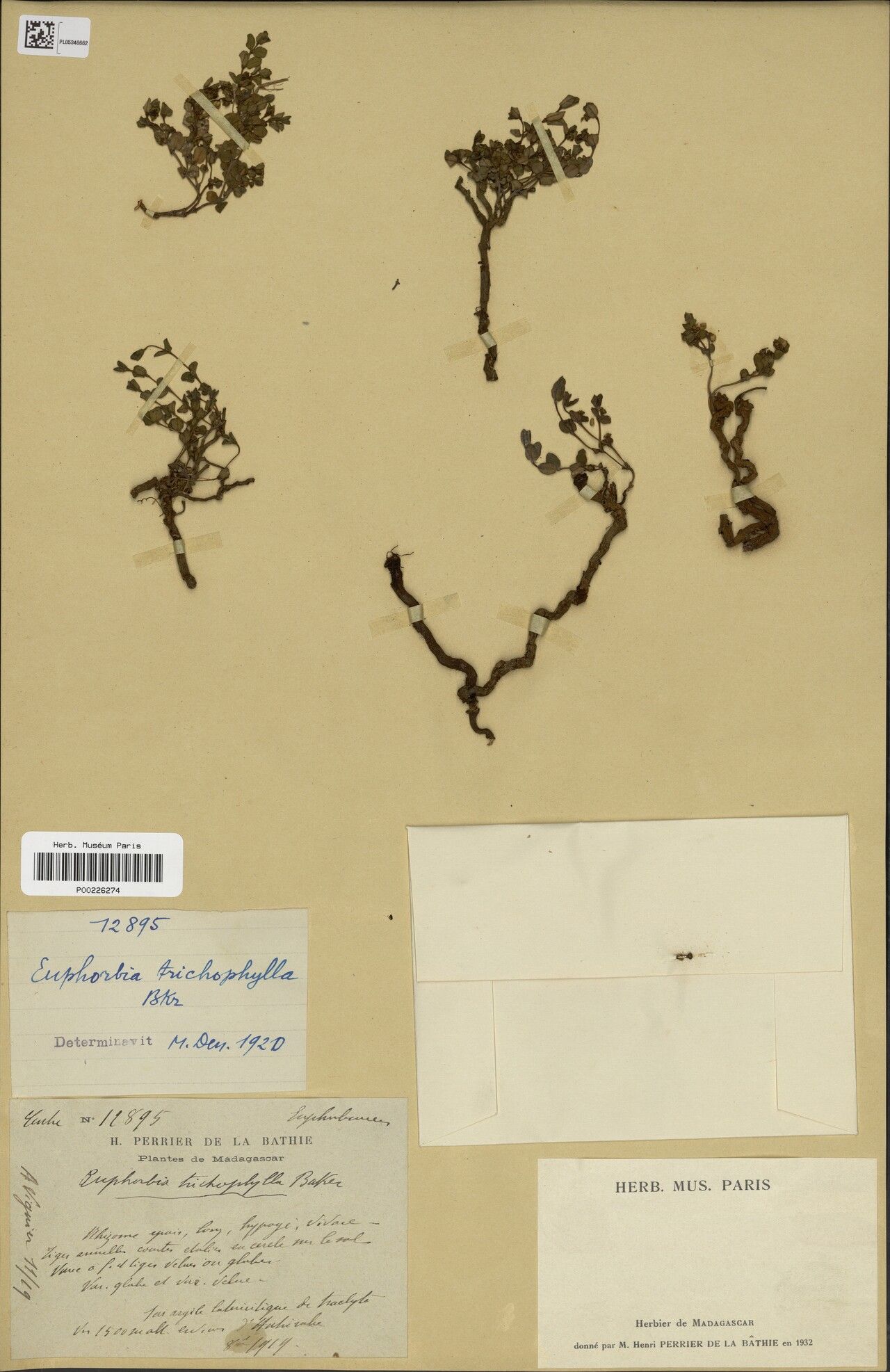 Euphorbia trichophylla — houseplant care guide