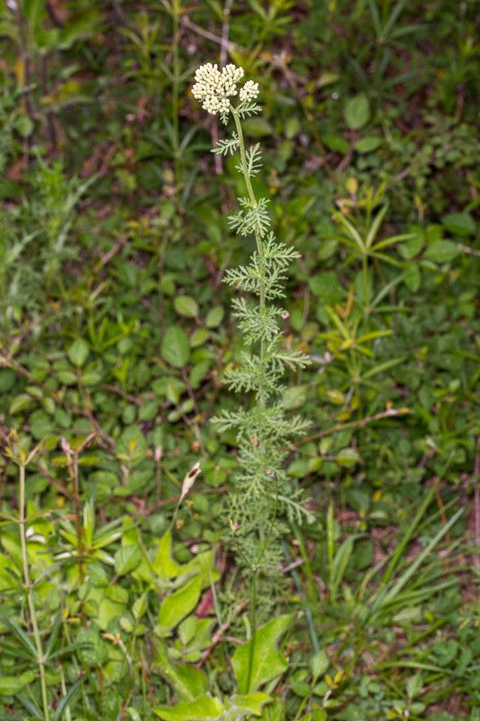 Achillea ligustica flower