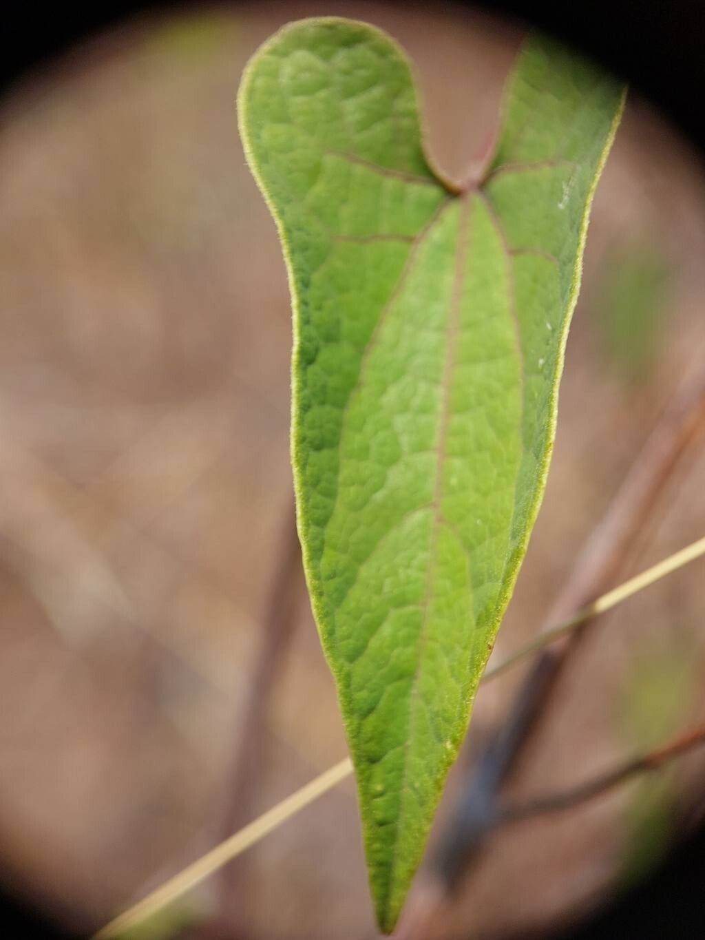 Aristolochia albida