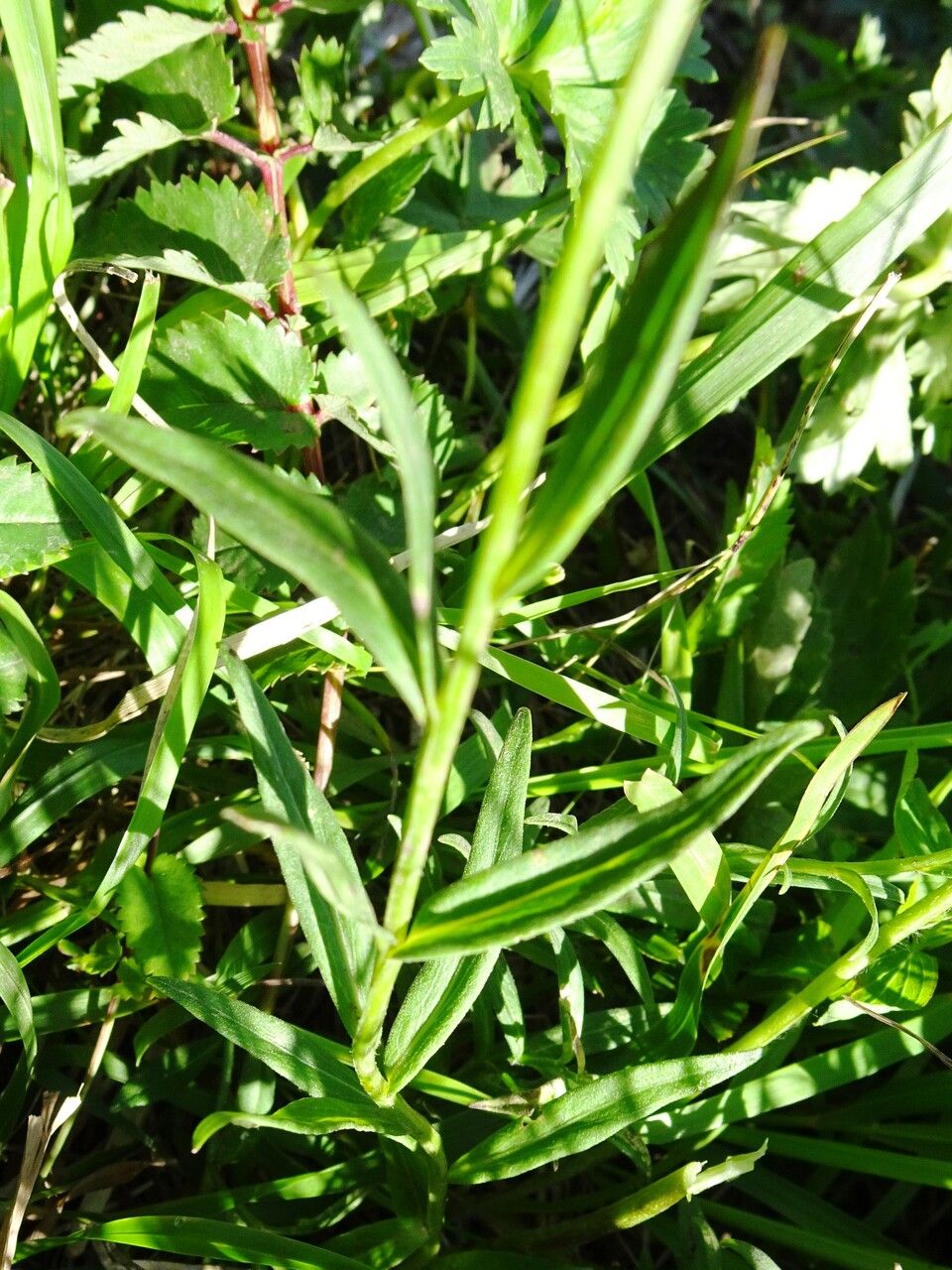 Campanula rhomboidalis — search result for 'Campanula'
