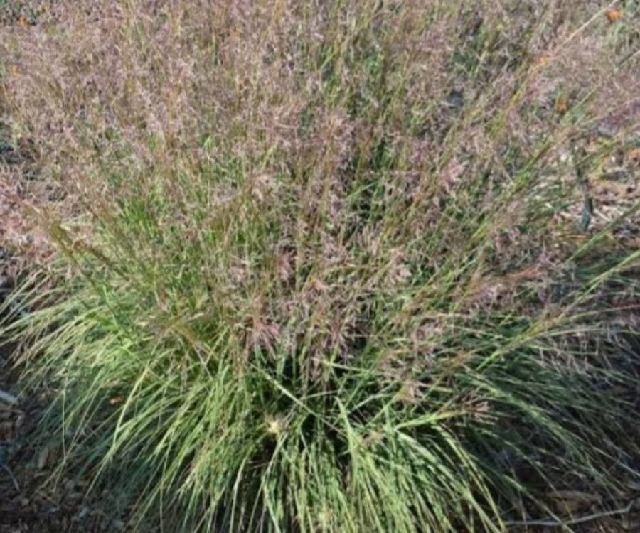 Sporobolus airoides flower