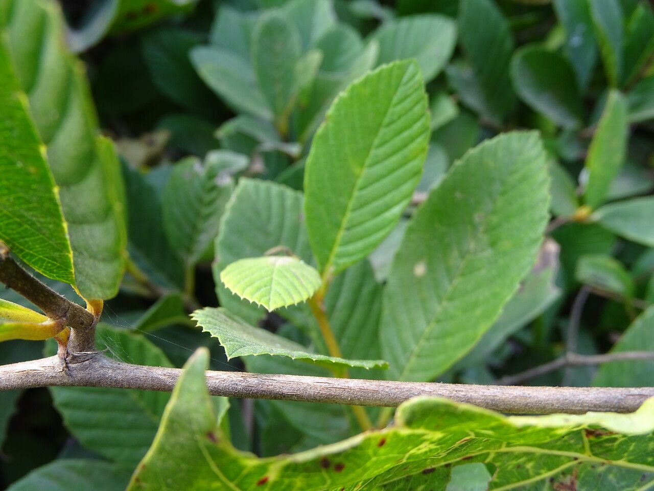 Tetracera potatoria bark