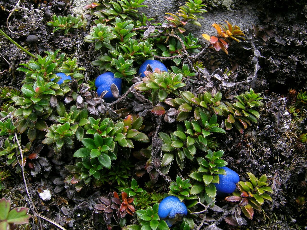 Gaultheria trichophylla habit