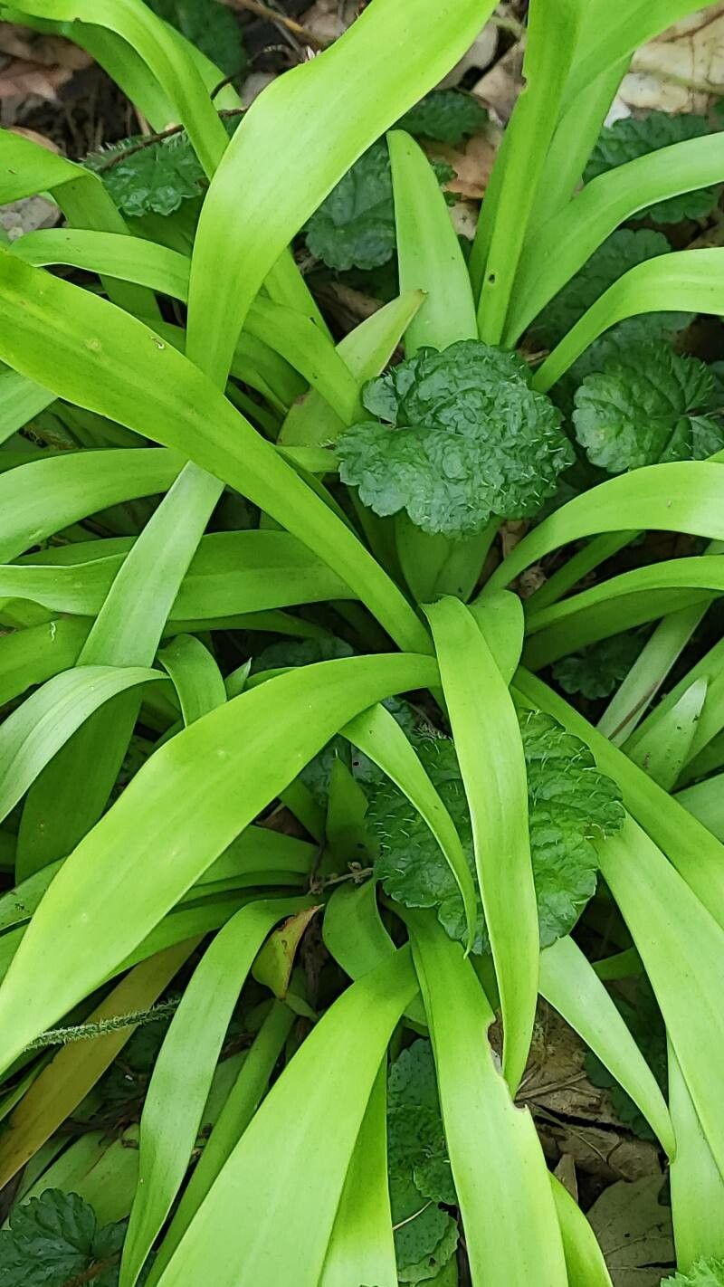 Helonias thibetica — related species from the same genus