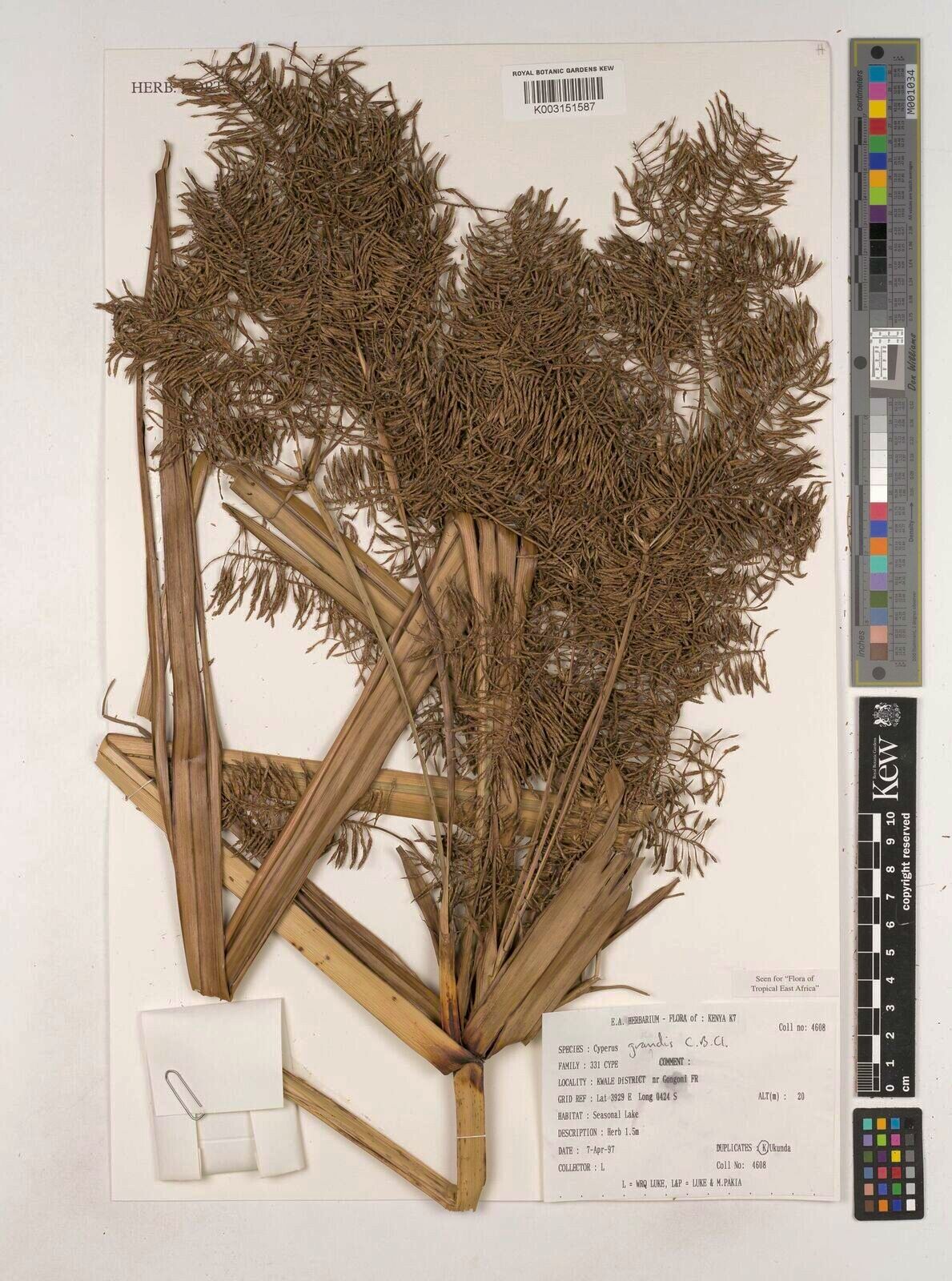 Cyperus grandis — houseplant care guide