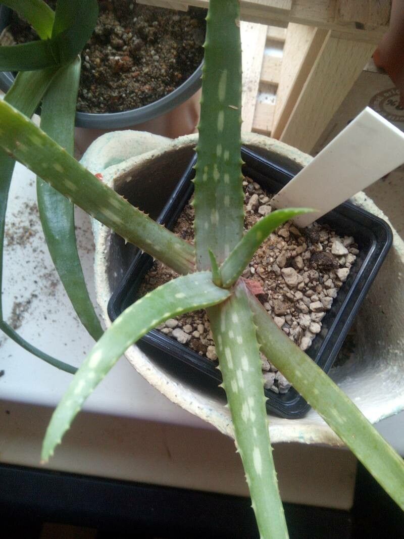 Aloe congdonii leaf
