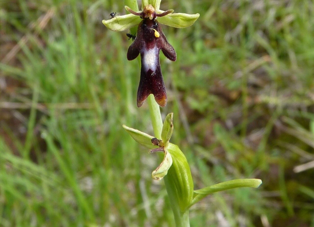 Ophrys insectifera fruit