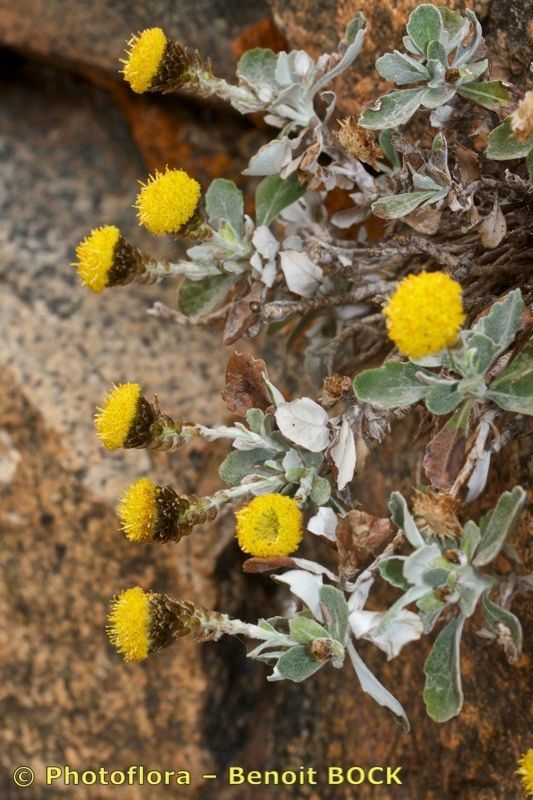 Phagnalon platyphyllum habit