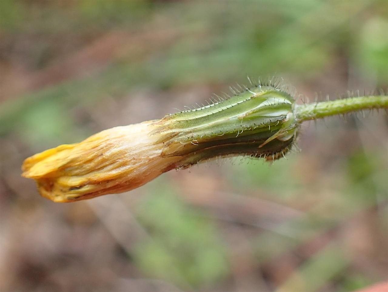 Crepis sancta fruit